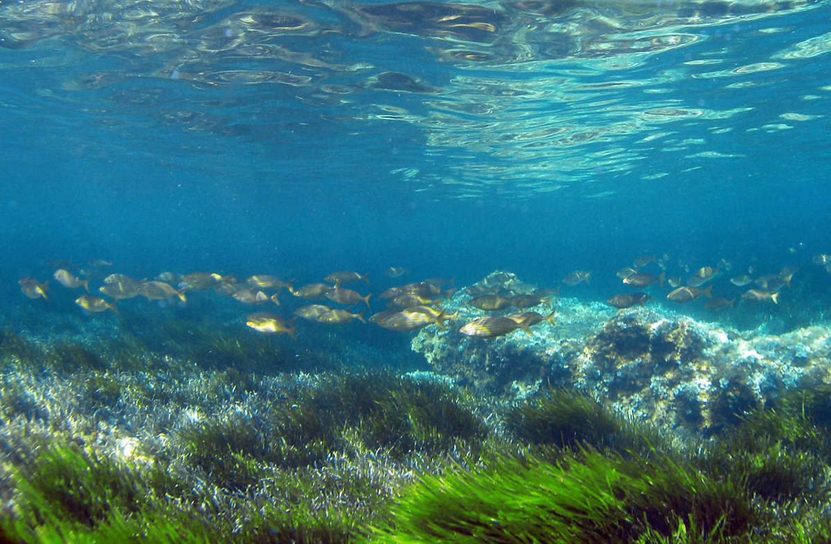 Fondo del mar con peces y posidonia