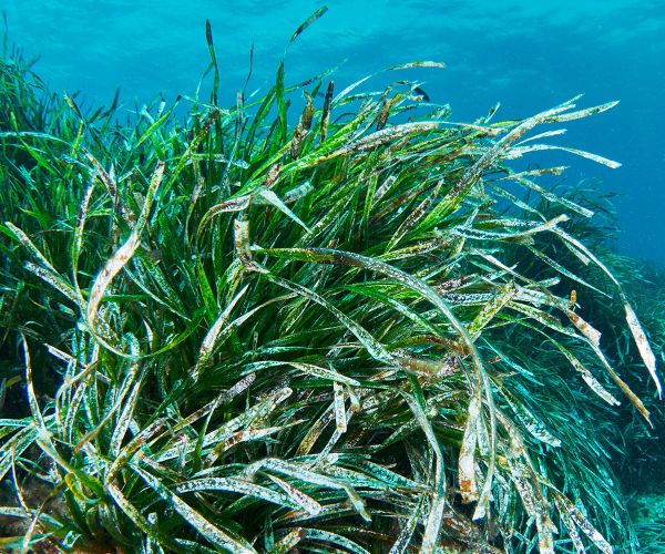 Posidonia Santa Eulària des Riu