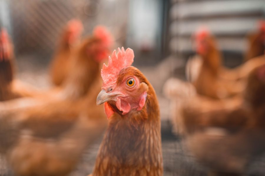 Primer plano de una gallina marrón