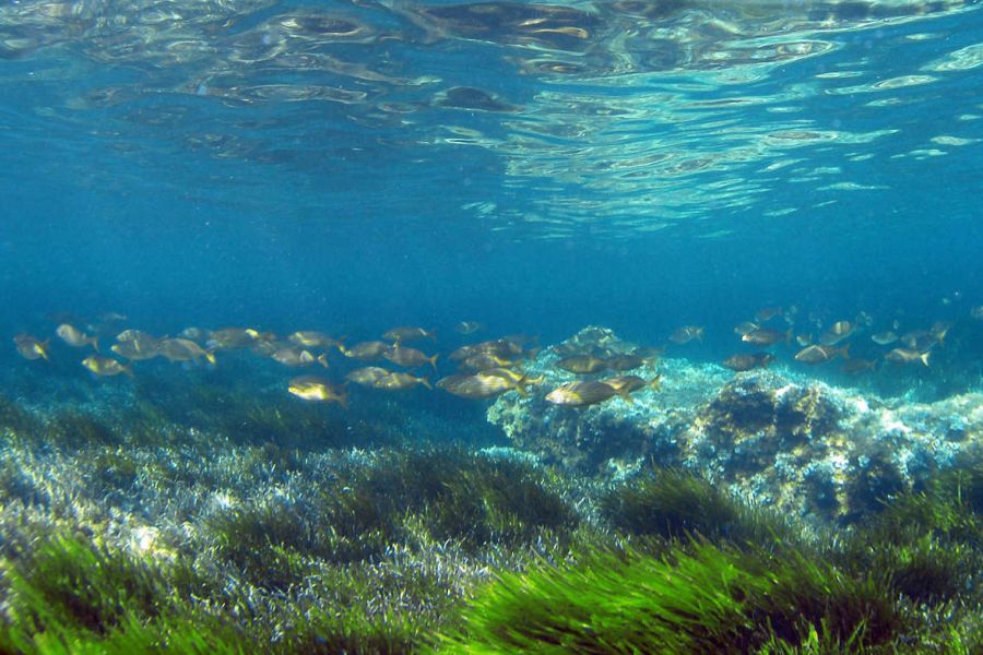 Fondo del mar con peces y posidonia